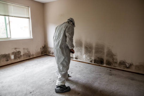 Why You Should Choose Our Mold Remediation Services in Hale Center, TX